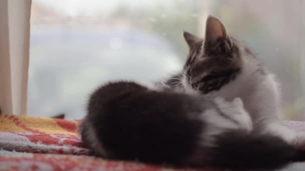 Cute Adorable Kittens Playing Medium Shot — Stockvideo