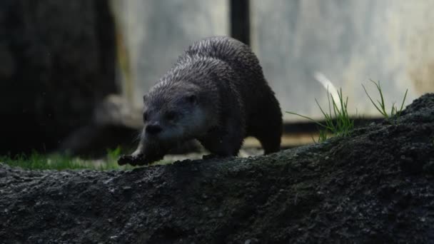 Otter Jumps Water Epic Slow Motion — Stok Video