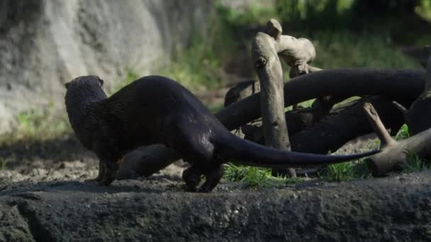 Otter Soaked Swim Walks Pile Sticks Slow Motion — Stockvideo