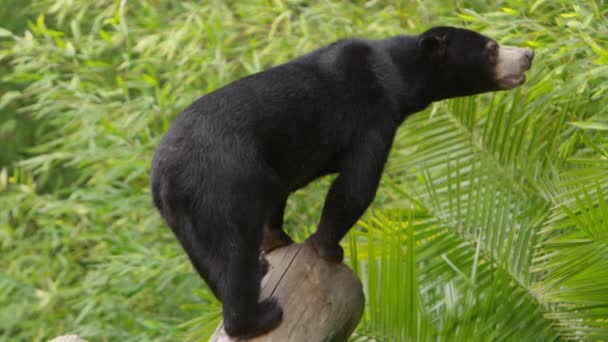 Sun Bear Sniffing Food Sources — Stockvideo