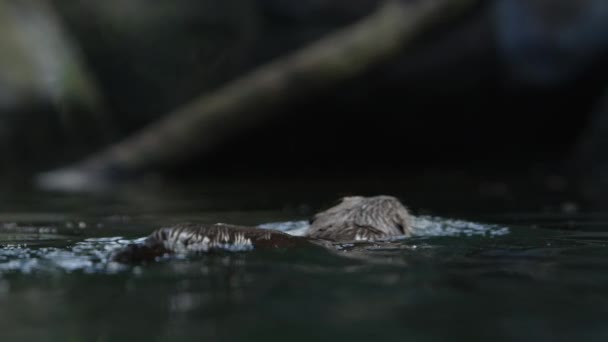 Otter Swimming Away Water Level — Stok Video