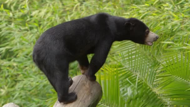 Sun Bear Walking Log Slow Motio — Vídeos de Stock