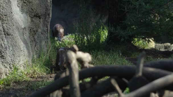 Lontras Fugir Saltar Para Água Câmera Lenta — Vídeo de Stock