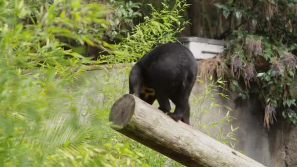 Urso Sol Desce Log Habitat Zoológico — Vídeo de Stock