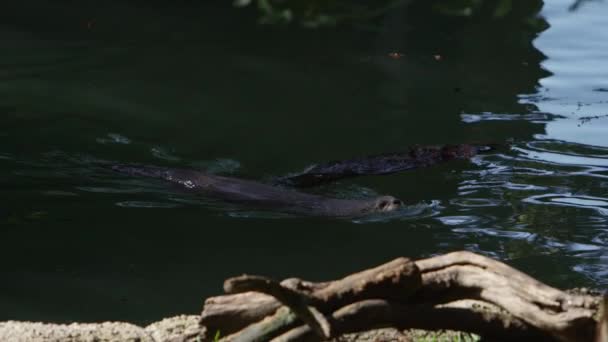 Otter Swimming Goes Water Slow Motion — Stockvideo