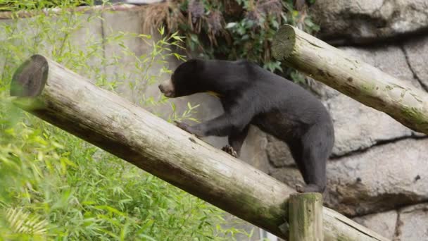 Sun Bear Climbing Log Zoo Habitat — Stockvideo