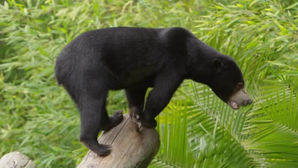 Sun Bear Slow Motion Walk Log Lick Lips — Stockvideo