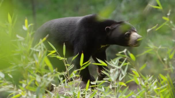 Sun Bear Deep Jungle Turns Walks Away — Stock videók