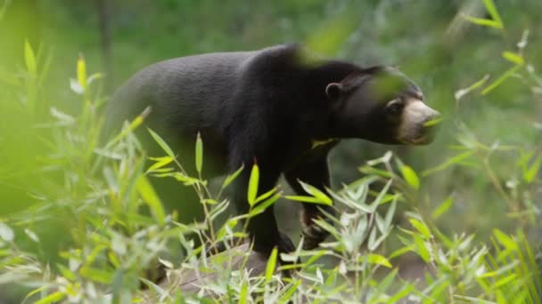 Sonnenbär Tief Dschungel Dreht Sich Und Geht Davon — Stockvideo