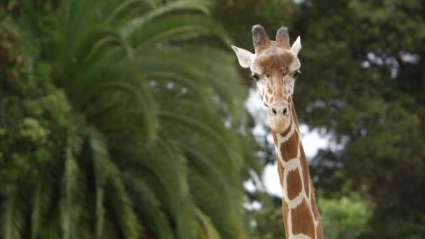 Giraffe Turns Front Scenic Background — Stockvideo