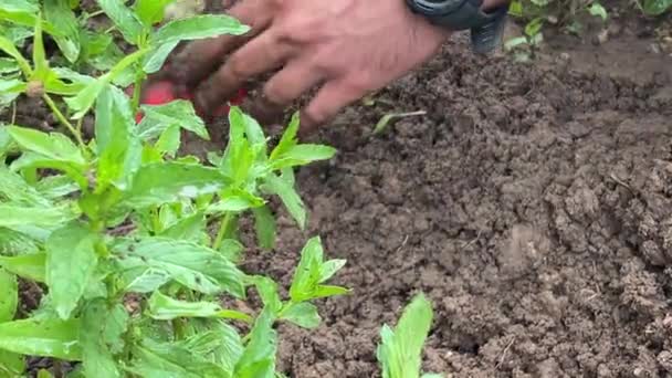 Fermier Man Plantarea Plucking Frunze Proaspete Mentă Verde Sol Mâinile — Videoclip de stoc