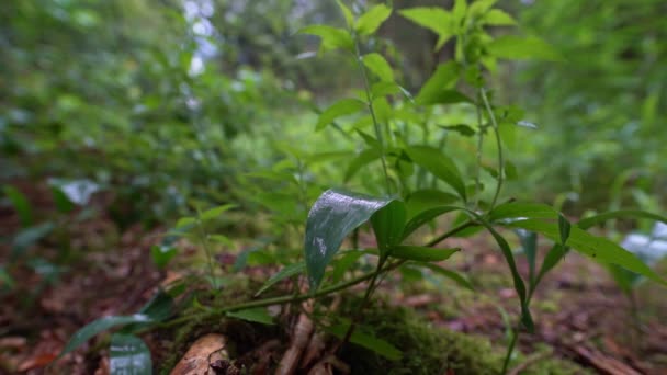 Slow Motion Raindrops Falling Green Leaf Forest 100Fps Captured — Video