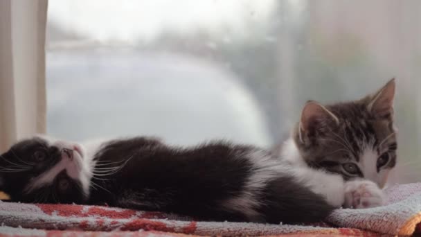 Two Cute Adorable Kittens Relaxing Window — Vídeo de Stock