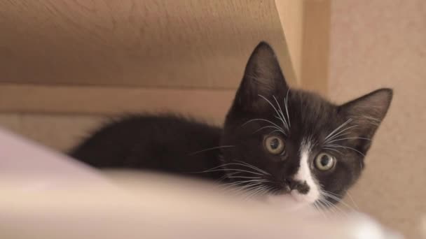Curious Cute Black White Kitten Looking Medium Shot — Vídeo de stock