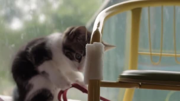Lindo Adorable Gatito Jugando Ventana — Vídeo de stock