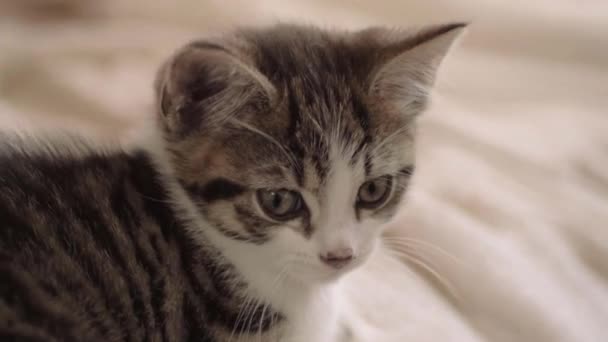 Roztomilé Koťátko Zblízka Obličej Oči — Stock video