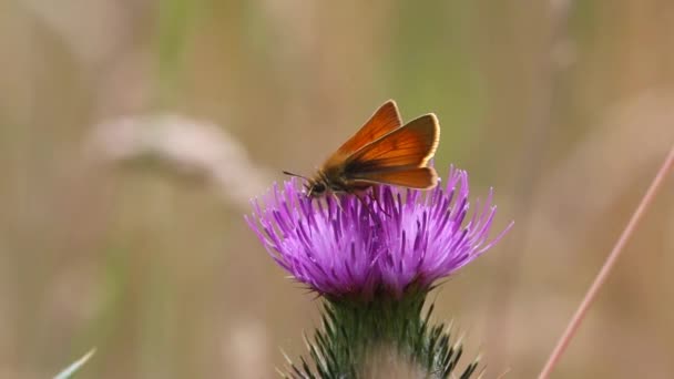 Small Skipper Butterfly Thymelicus Sylvestris Feeding Thisle Flower Early Summer — 图库视频影像