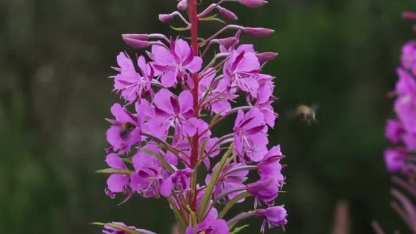 Bees Feeding Rosebay Willowherb Chamerion Angustifolium Early Summer Staffordshire British — Video Stock