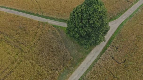 Nsansız Hava Aracının Odak Noktasında Yalnız Yeşil Bir Ağaç Uçarken — Stok video