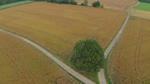 Tarlaların Ortasındaki Yalnız Bir Ağacın Etrafında Insansız Hava Aracı Uçuşu — Stok video