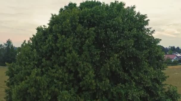 Unveiling Shot Drone Starting Green Tree Discover Idyllic Small City — Stockvideo