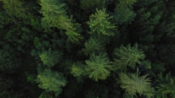 Vuelo Suave Con Dron Sobre Bosque Verde Con Abetos Alemania — Vídeo de stock