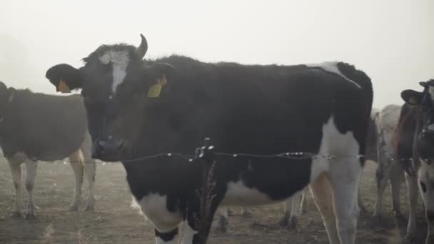 One Black White Dairy Cow Missing One Antler Horn Standing — Vídeo de stock