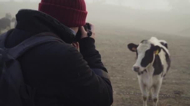 Scenic View Male Photographer Taking Photo Black White Dairy Cow — Stockvideo