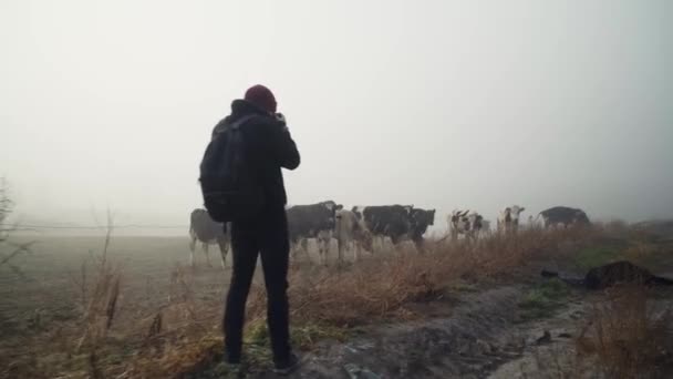 Landscape Scenic View Male Photographer Taking Photo Herd Dairy Cows — Stockvideo