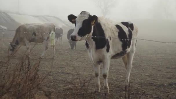 Fekete Fehér Házi Tejelő Tehén Áll Nézi Kamera Mögött Drótkerítés — Stock videók