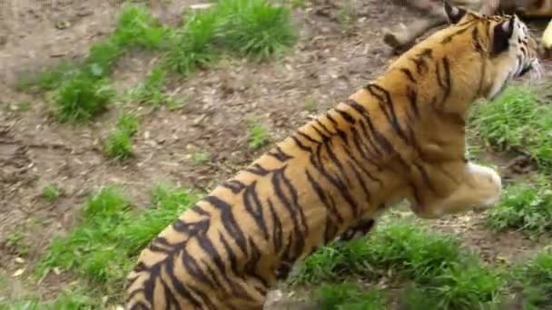 Tigre Corriendo Hábitat Del Zoológico — Vídeos de Stock