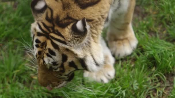 Tigre Andar Câmera Lenta Acima Ângulo Beleza Épica — Vídeo de Stock