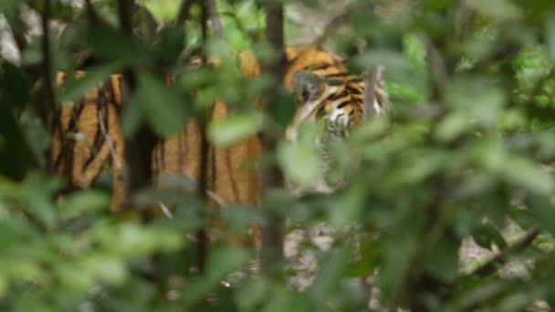 Tigre Através Floresta Câmera Lenta — Vídeo de Stock
