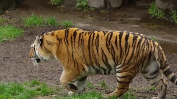 Tiger Walking Wet Forest Side Profile — Vídeos de Stock
