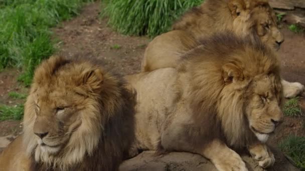 Rogue Lions Brothers All Relaxing Together — Vídeos de Stock