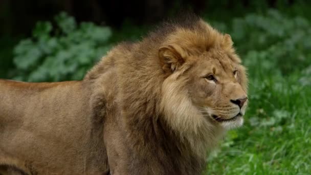 Erkek Aslan Vahşi Doğada Görkemli Bir Güzellik — Stok video