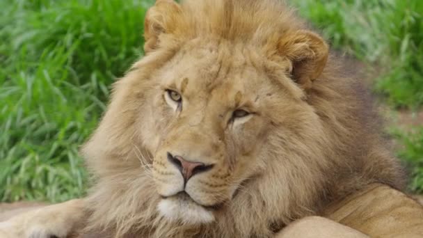 Male Lion Ear Flips Listening Prey — Vídeos de Stock
