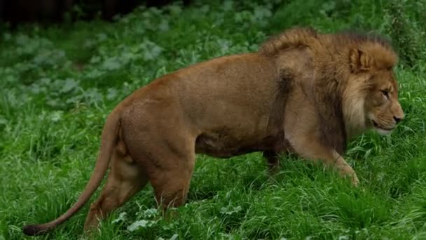 Macho León Caminando Felpa Largo Hierba Lado Perfil — Vídeo de stock