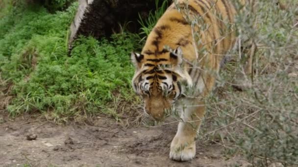 Tiger Walking Slow Motion Looking Food — Stock videók