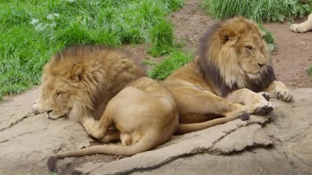 Leones Macho Dormidos Despiertan Cámara Lenta — Vídeo de stock