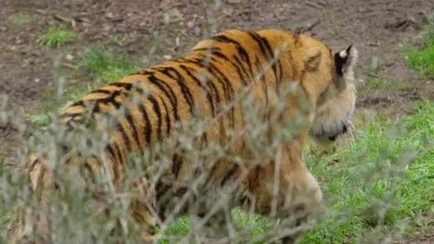 Tiger Walking Jungle Clearing Slomo — Stock video