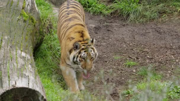 Tijger Wandelen Langs Neergestreken Boom Slow Motion — Stockvideo