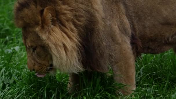 Male Lion Walking Super Slow Motion Close — Stock Video