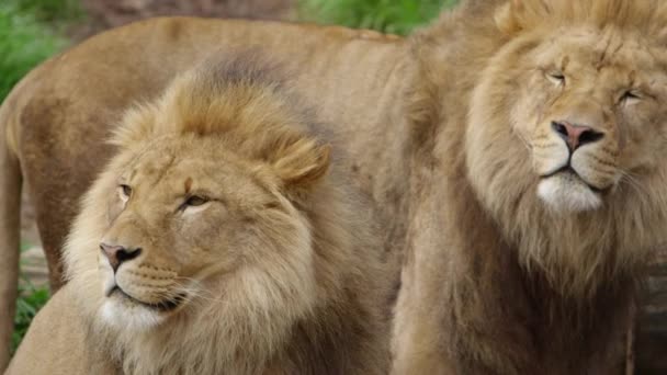 Rogue Lion Brother Smelling Air Prey Together – Stock-video