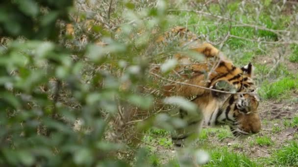 Tiger Walks Out Bush Cover Slow Motion — Vídeo de Stock