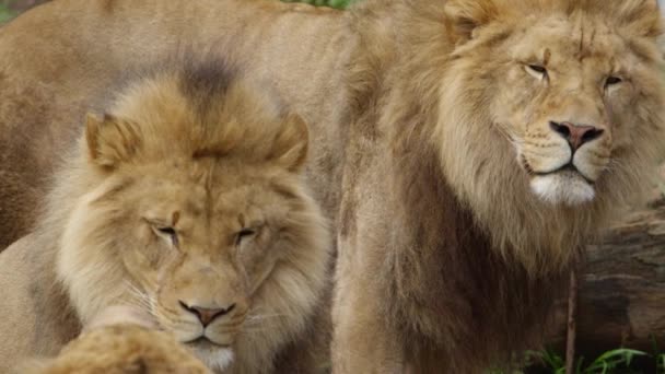 Rogue Lions Brothers Watching Sibling Yawn — Video Stock