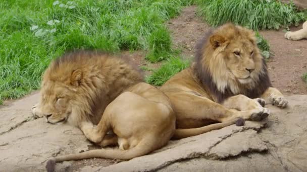 Somnoliento Macho León Hermanos Juntos — Vídeo de stock