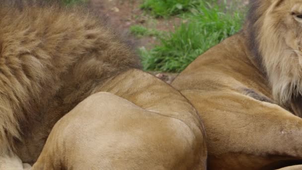 Sleepy Male Lions Pan One Other Yawning Slow Motion — Stockvideo