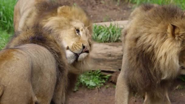 Male Lion Shaking His Head Mane Slow Motion — Stockvideo