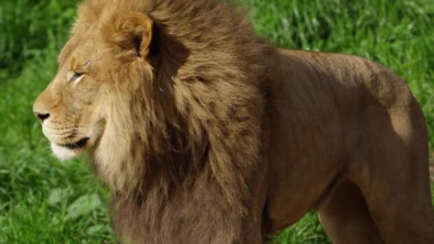 Male Lion Turn Blink Slow Motion — ストック動画